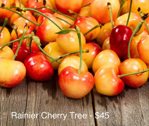 Rainier Cherry Tree