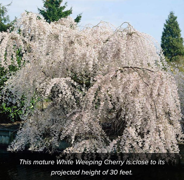 Weeping White Cherry Tree