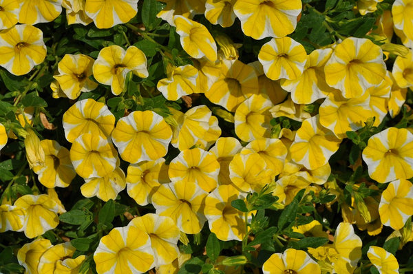 Proven Winners - Calibrachoa "Superbells""