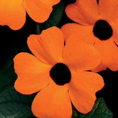 Thunbergia "Black-Eyed Susan" vines