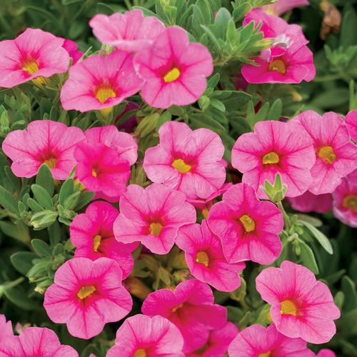 Proven Winners - Calibrachoa "Superbells""