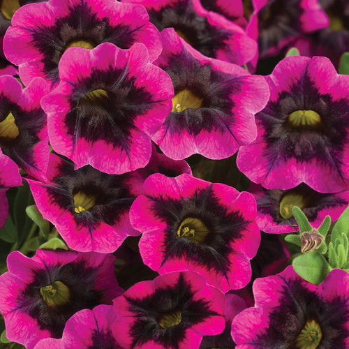 Proven Winners - Calibrachoa "Superbells""