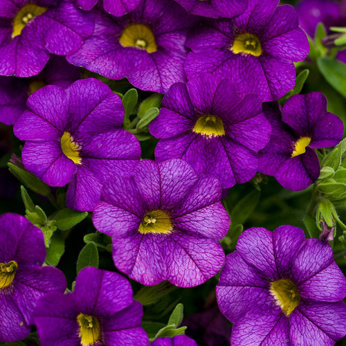 Proven Winners - Calibrachoa "Superbells""