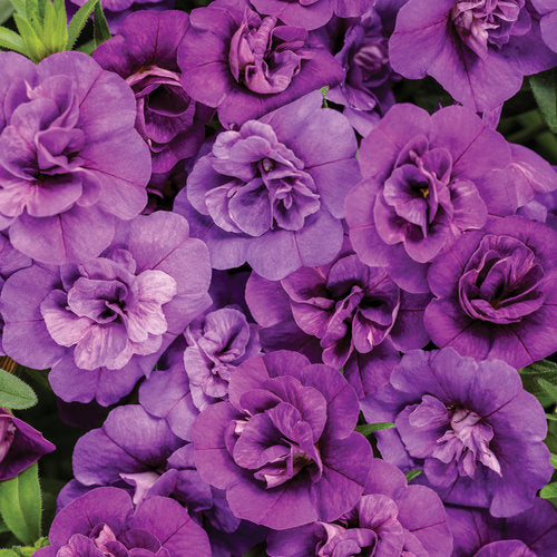 Proven Winners - Calibrachoa "Superbells""