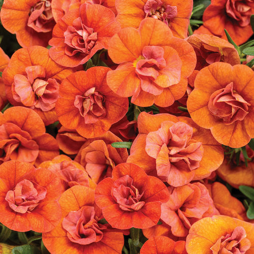 Proven Winners - Calibrachoa "Superbells""