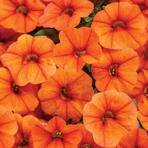 Proven Winners - Calibrachoa "Superbells""