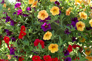 Proven Winners - Calibrachoa "Superbells""