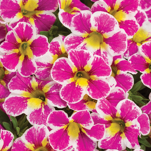 Proven Winners - Calibrachoa "Superbells""