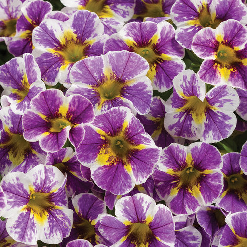 Proven Winners - Calibrachoa "Superbells""