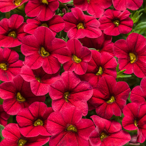 Proven Winners - Calibrachoa "Superbells""