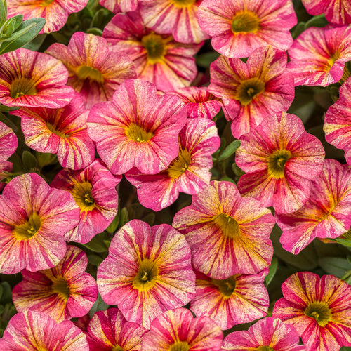 Proven Winners - Calibrachoa "Superbells""
