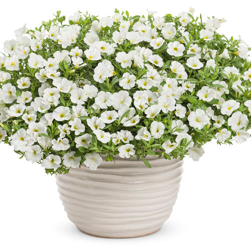 Proven Winners - Calibrachoa "Superbells""