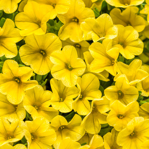 Proven Winners - Calibrachoa "Superbells""