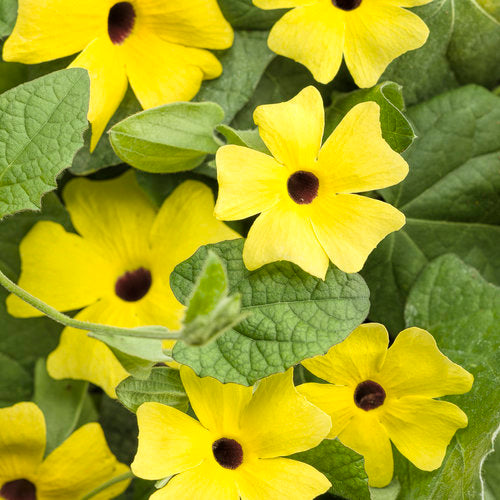 Thunbergia "Black-Eyed Susan" vines