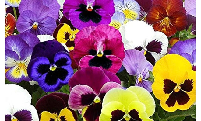Annuals