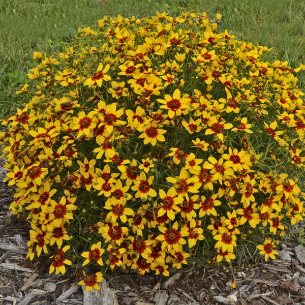 Perennials