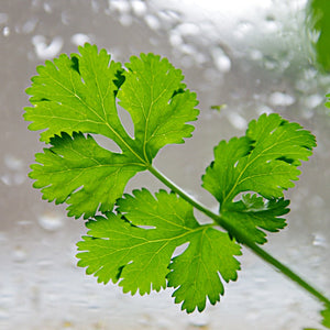 Herbs