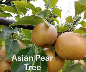 Pear Trees