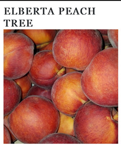 Peach Trees