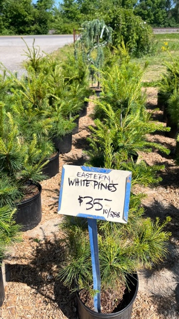 Eastern White Pine (2-3')