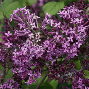 Proven Winners Lilac