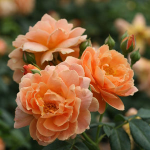 Proven Winners Oso Easy Roses
