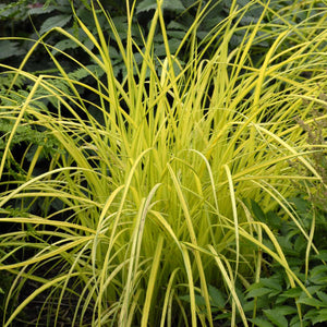 Ornamental Grass - Bowles Golden (carex)
