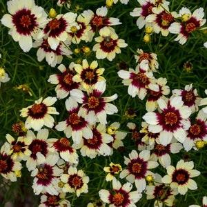 Coreopsis "Red Hot Vanilla"