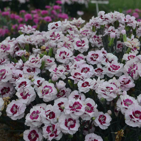 Dianthus "Kiss and Tell"