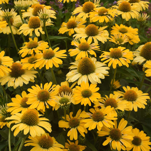 Cone Flower "Yellow My Darling" (echinacea) by Proven Winners