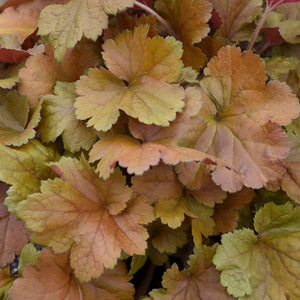 Coral Bells "Toffee Tart" (heuchera) by Proven Winners