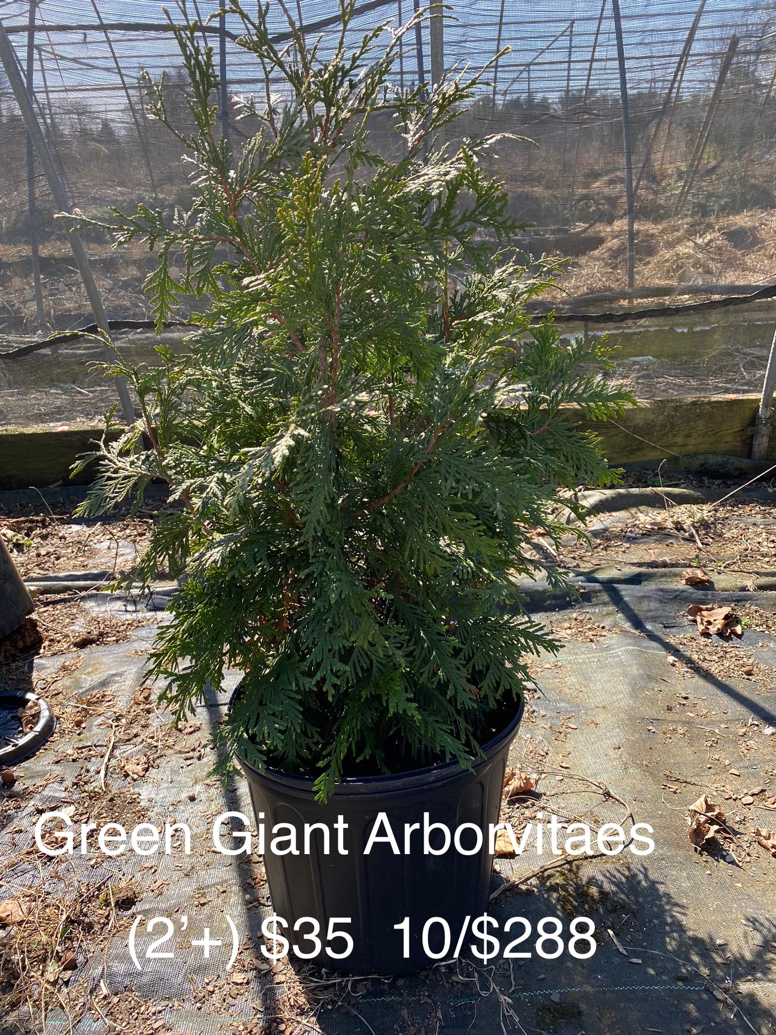 Green Giant Arborvitaes