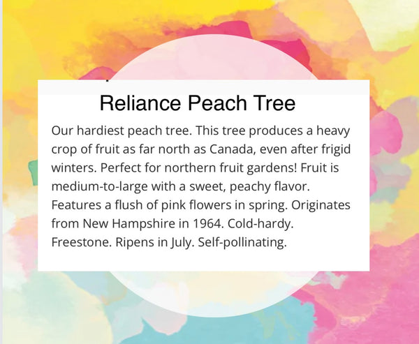 Affordable Peach Trees