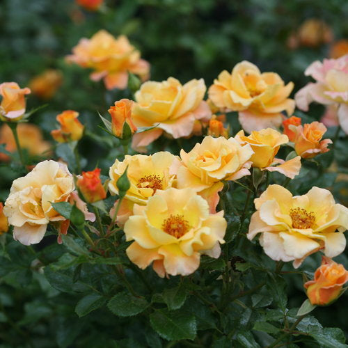 Proven Winners Oso Easy Roses